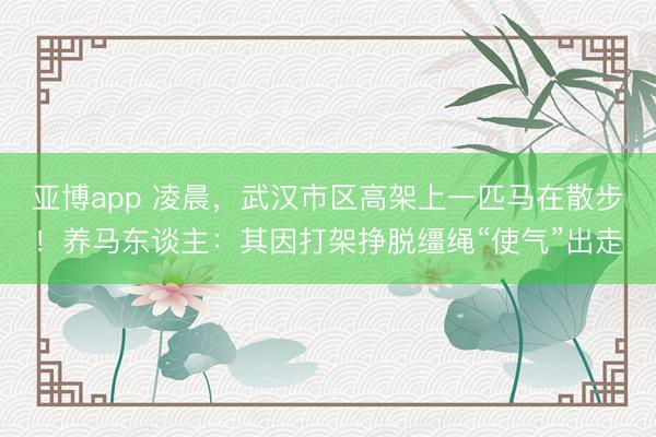 亚博app 凌晨，武汉市区高架上一匹马在散步！养马东谈主：其因打架挣脱缰绳“使气”出走