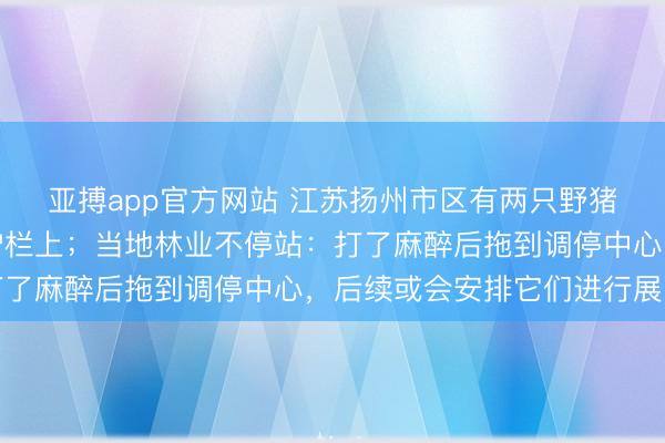 亚搏app官方网站 江苏扬州市区有两只野猪转悠，过马路时卡在护栏上；当地林业不停站：打了麻醉后拖到调停中心，后续或会安排它们进行展览