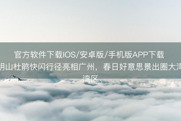 官方软件下载IOS/安卓版/手机版APP下载 阳明山杜鹃快闪行径亮相广州，春日好意思景出圈大湾区